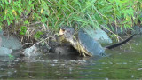 Video: River Otter and Snapping Turtle Fight to the Death