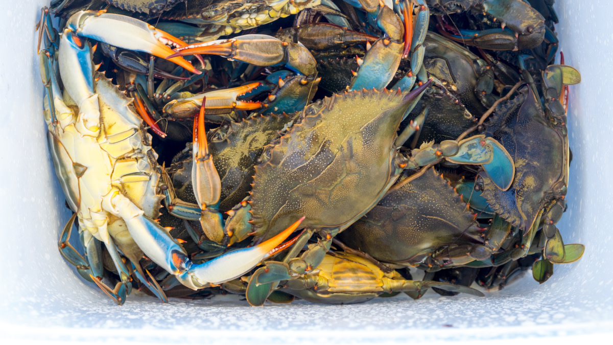 This Annual Phenomenon Creates the Easiest Fishing in America