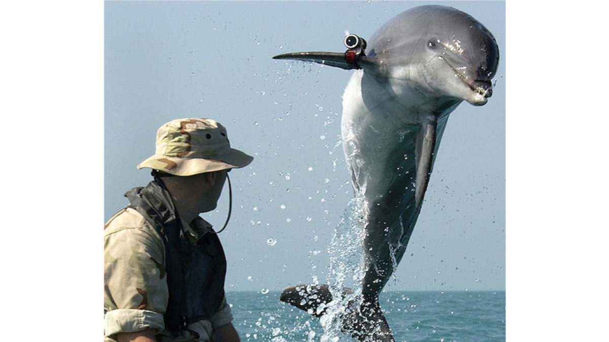 The Navy’s ‘Attack Dolphins’