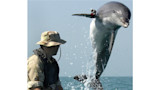 Jumping dolphin with device attached to dorsal fin beside man in camouflage hat