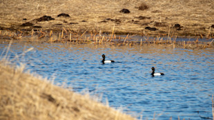 Two black-and-white ducks with yellow eyes swimming in a cattle pond bordered by dry grass