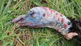 4 Men Sentenced for Poaching Nearly 100 Turkeys
