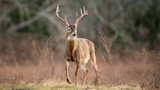 Mature white-tailed buck with large antlers standing in a grassy field