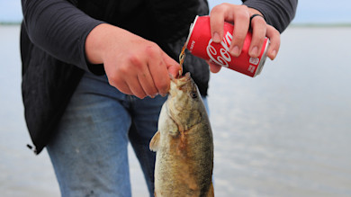 Person pouring a Coca-Cola can into a caught fish's gills at a lakeshore