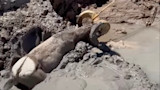 Bighorn sheep trapped in mud at shoreline with rope around horn