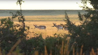 Two pronghorn antelope in sunlit prairie framed by foreground shrubs