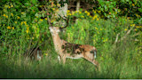 Antlered buck nibbling leaves from low tree branch in sunny grassy clearing