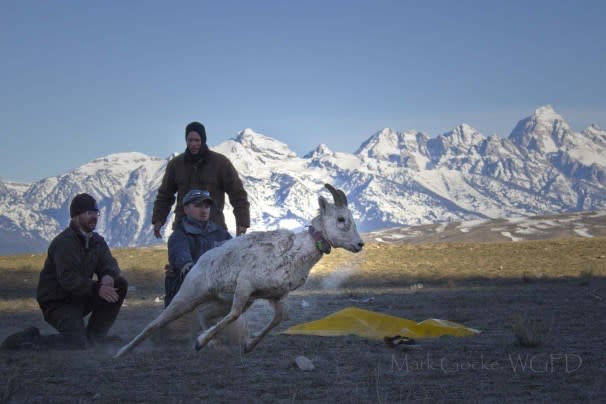 Science-based Wildlife Research is a Valuable Tool for Hunters and Anglers…Let’s Treat it as Such