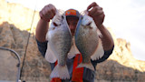 Two crappies held up by a fisherman on a boat with rocky cliffs in the background