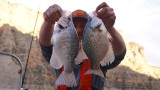 King of Panfish: How to Catch Crappies