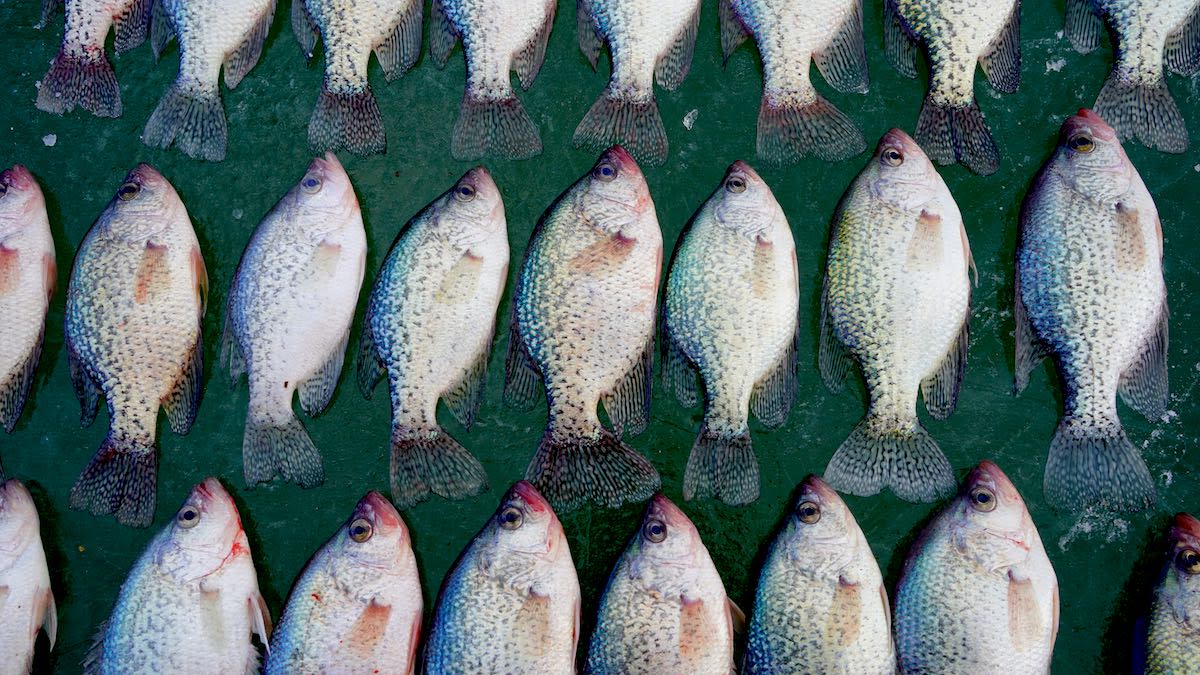 4 Habits of Highly Successful Ice Anglers