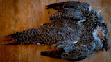 Game bird cape with mottled brown feathers laid flat on a wooden board