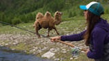 Two-humped camel walking along riverbank as woman fly-fishes