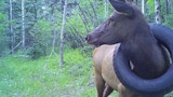 Elk with a tire stuck around its neck standing in a forest