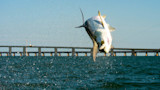 Tarpon leaping from water with spray and a bridge in the background
