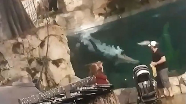 Video: Florida Man Charged for Diving in Bass Pro Fish Tank