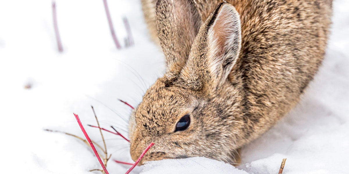 Cottontail Rabbit Hunting Tactics