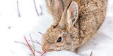 Cottontail Rabbit Hunting Tactics