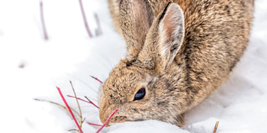 Close-up cottontail rabbit nibbling a red twig in the snow