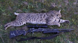 Bobcat carcass on grass with scoped hunting rifle beneath it