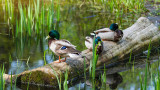3 Ways to Make Your Pond Duck Friendly