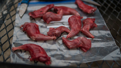 Raw skinned squirrel meat portions on plastic-lined metal table with knife