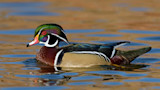 Wood Duck Profile