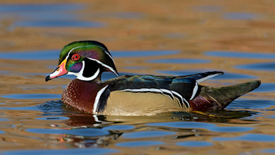 Male wood duck with colorful plumage swimming on reflective water