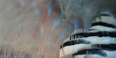Macro close-up of chukar feathers with tan plumage and black-and-white bars
