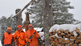 Three hunters in orange standing beside a hanging buck on a pole in snowy forest with stacked firewood