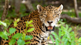 Close-up jaguar among green understory, facing camera with mouth slightly open