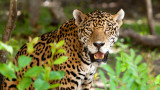 Will Jaguars be Reintroduced in the US?