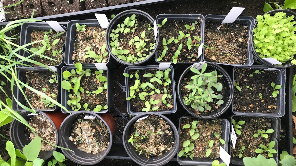 How to Sow Seeds in the Winter