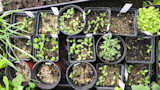 Top-down view of a tray of small seedling pots filled with soil and green sprouts