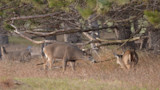Is Mid-November the Best Time to Shoot a Mature Buck?