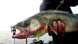 Large walleye held by angler with pink-beaded twin-spinner lure in mouth