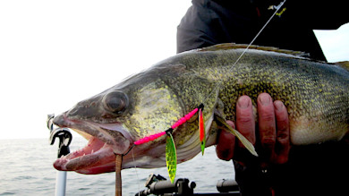 Large walleye held by angler with pink-beaded twin-spinner lure in mouth