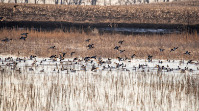 Flock of ducks landing and swimming in a flooded marsh among dry reeds