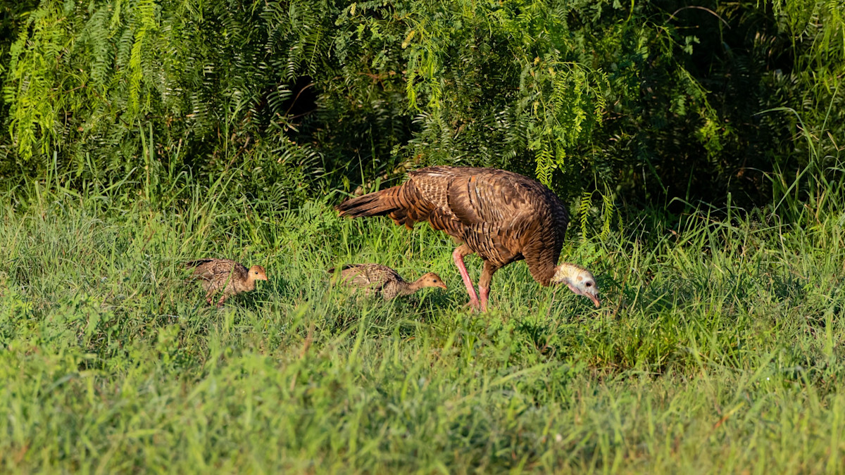 How to Improve Habitat to Support Wild Turkeys