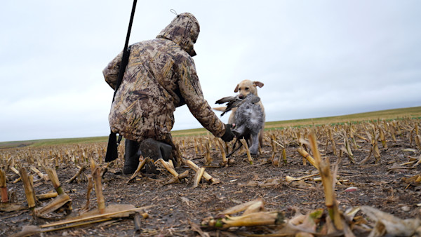 Duck Lore Breakdown: Episode 2, North Dakota