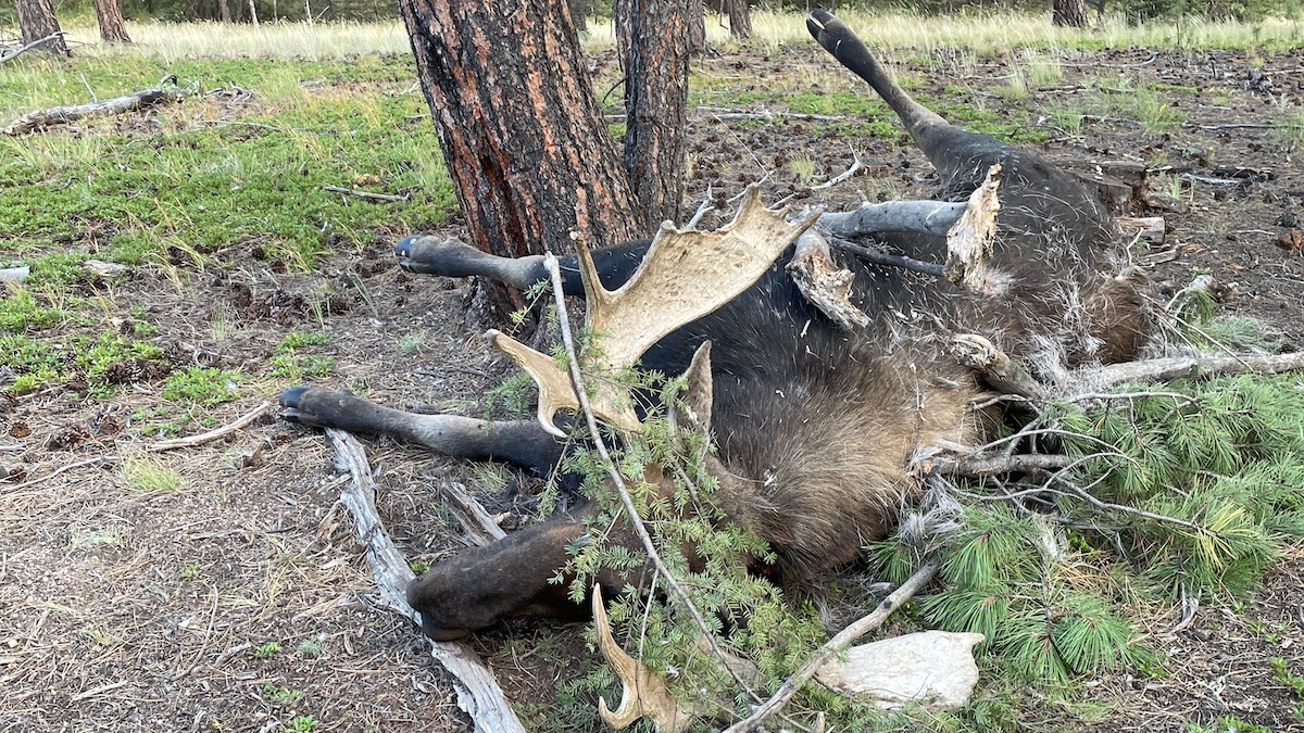 Update: Moose Poacher Caught on Trail Cam Pleads Guilty