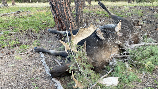 Update: Moose Poacher Caught on Trail Cam Pleads Guilty