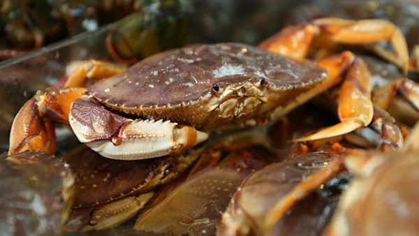 California Sues Poacher for $1 Million