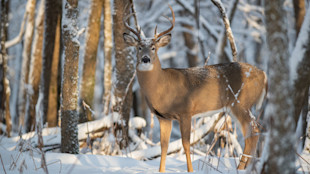 Whitetail buck with antlers standing in a snow-covered forest