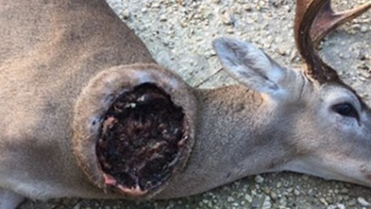 Flesh-Eating Flies Pose Risk To Southern Deer Populations