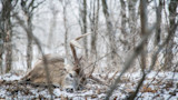 How to Kill a Whitetail Buck in Late November