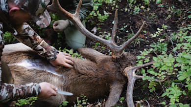 Two hunters field‑dressing an elk with large antlers in brush