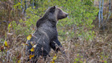 Grizzly bear sitting in brush, side profile in leafy forest undergrowth