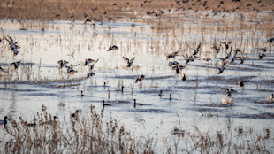 Flock of ducks taking off from flooded marsh