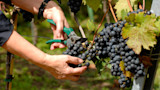 Hands using pruning shears to cut a dark grape cluster from a vine